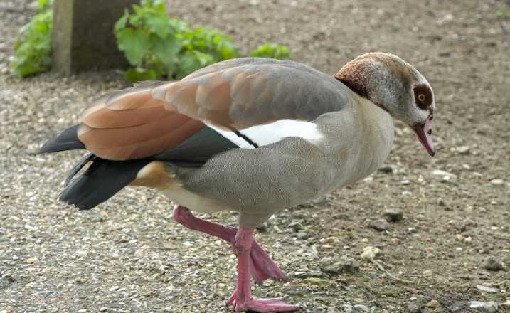 Pensthorpe